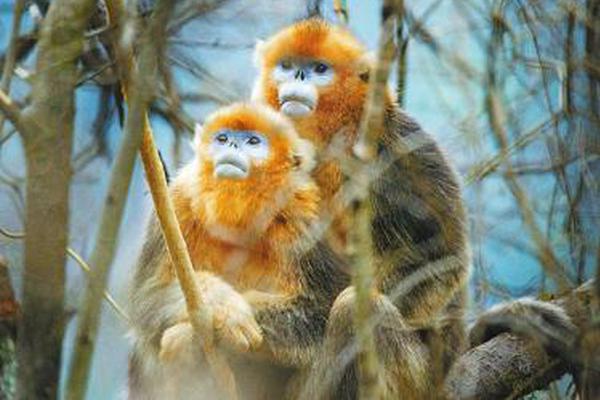 贏在終點線前：揭秘足球貼士Telegram如何成為你的「收割神器」 