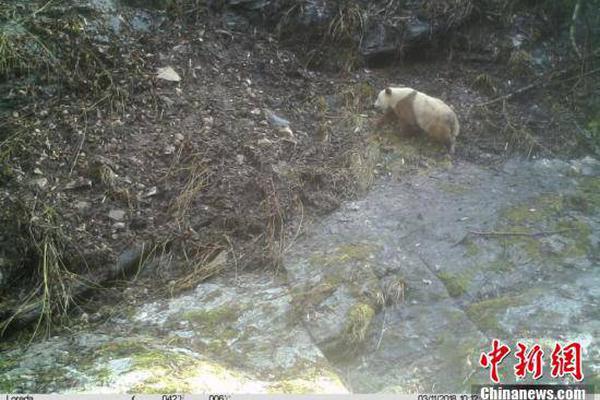 美国学霸是怎样炼成的