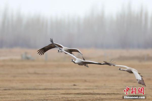 棣欐腐鎽勫奖甯，在线视频资源探索与推荐