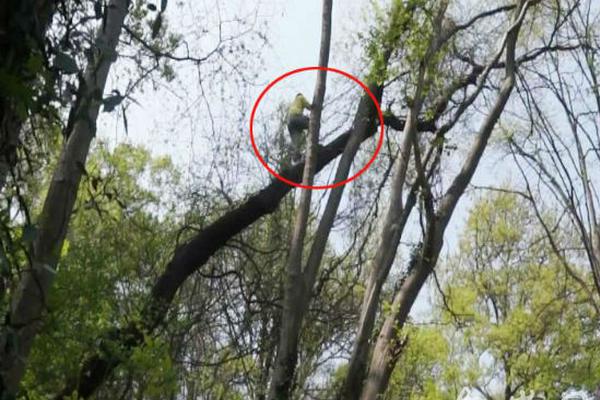 原神雷电国崩是什么梗