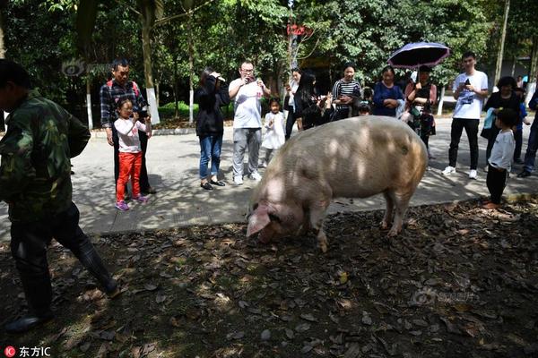 澳门正版资料大全免费手机版