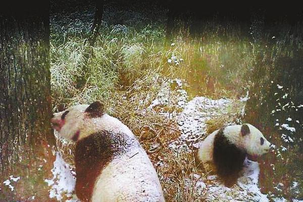 气温罕见骤降 芝加哥四月降雪