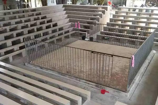 新澳门精准四肖期期准免费,详细解答、解释与落实