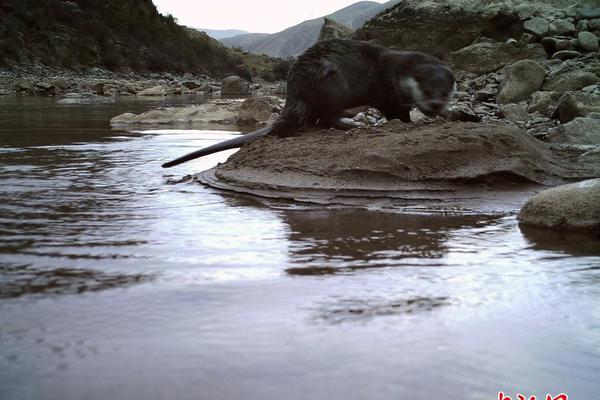 逆轉(zhuǎn)人生的財(cái)富密碼：揭秘 joker123 送分機(jī)製，讓你驚喜連連的贏錢真相！ 