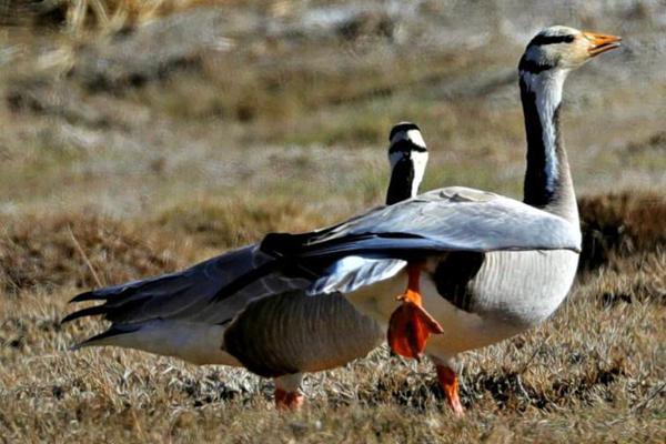 快足电商订正快足小店闪电购办理法则