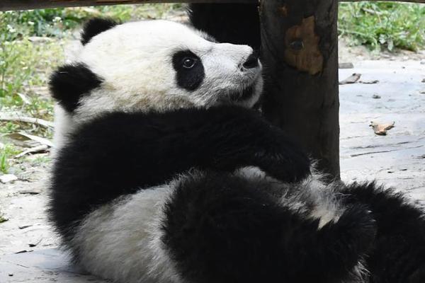 賈乃亮王源楊超越同逛公園 露半張臉比耶默契足