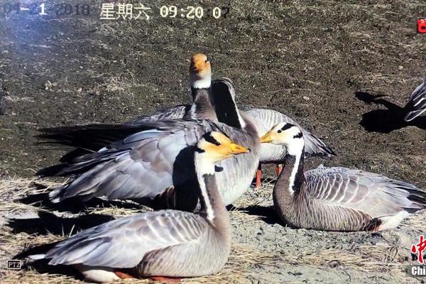 颍州西湖景区开展志愿服务提升旅游体验