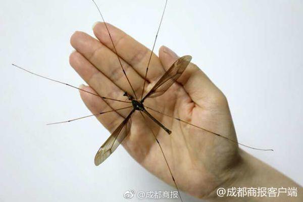 香港首办奥运会三人篮球资格赛