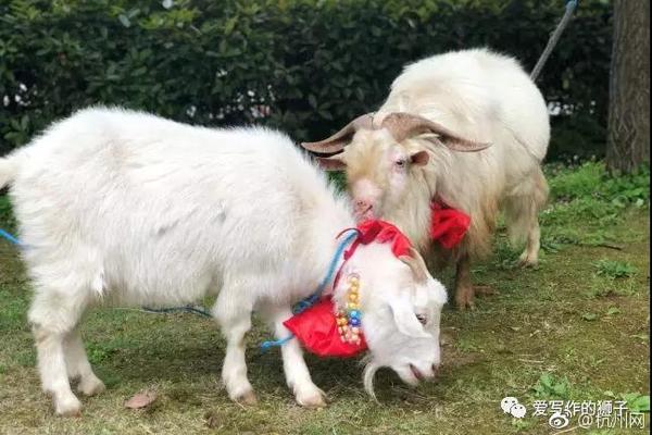 RTX 20/30老显卡DLSS 4.5首发实测！画面细节大幅提升 但性能下降近20% 原因找到了