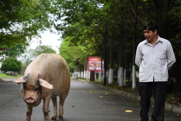 全屋定制板材怎么选？一文带你全了解