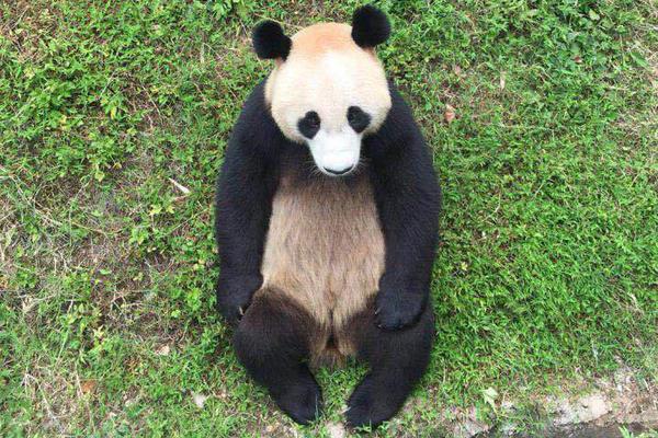 患者突然昏厥怎么抢救？“黄金4至6分钟”心肺复苏最关键