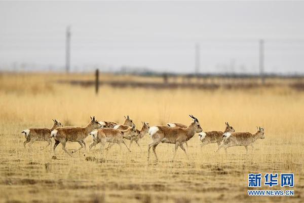 特种兵四年前救下蜂鸟 结下春天的约定