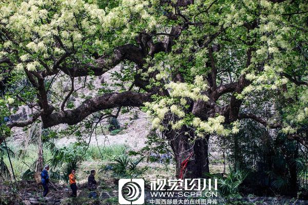滨湖国家森林公园百花节开幕