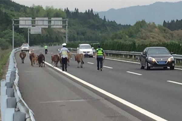 網易網站相關資質證明