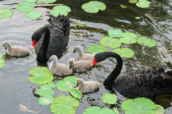  不仅仅是比赛：CBA 在线观看背后的文化与故事
