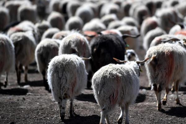 食品添加剂的起源与中国食品添加剂的局限性