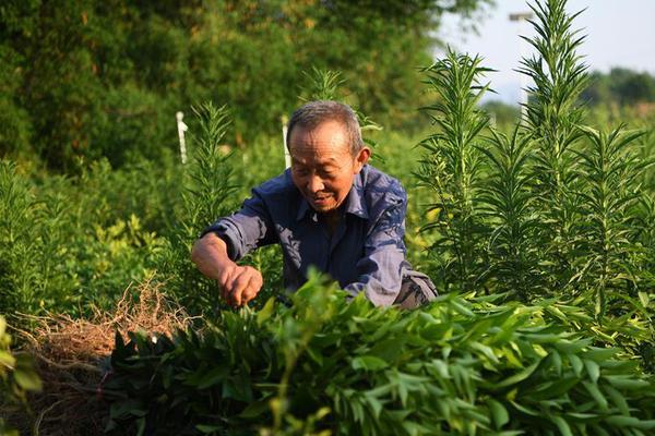 野生螃蟹的壽命有多長