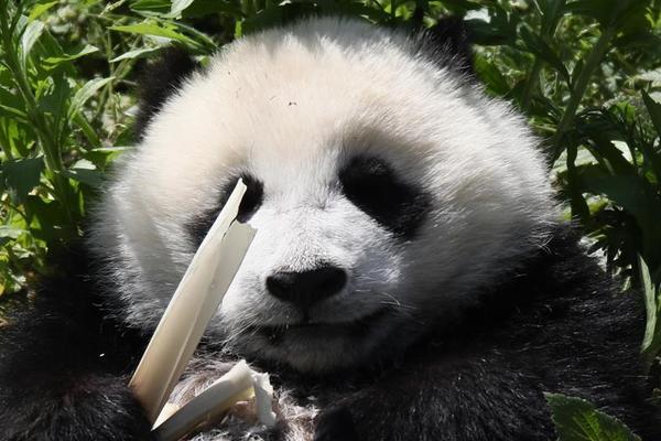 濮存昕“围炉夜话”大凉山戏剧节