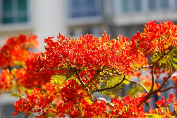 太仙了！蔡依林流“粉色眼泪”秀精致锁骨