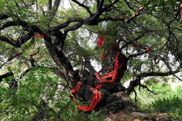 乡村旅游“春暖花开”