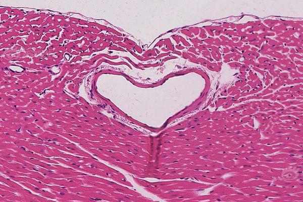 球迷必看！体育新闻 入门：提升观赛乐趣的五大秘诀