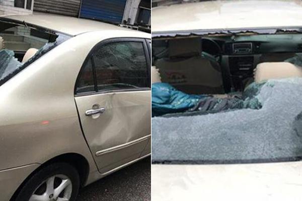  食草动物有哪些