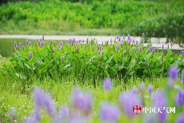 陈晓拴代表：科学推进乡村规划落实