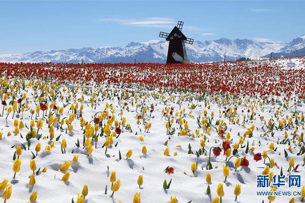 綠茵場上的「暴力美學」：澳職聯賽為何成為全球足球迷的午後狂歡？ 