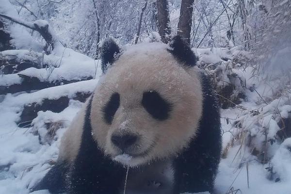 朝阳学校文化节启动 年底将进行集中评审