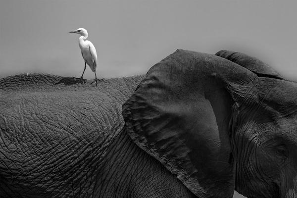 炒北瓜怎么做好吃 