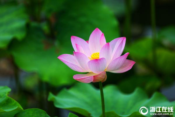 掌握勝機的跳動脈搏：深度解讀香港賽馬會即時賠率的博弈藝術 