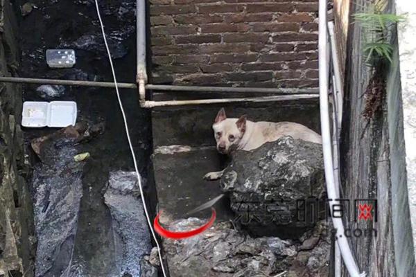 邱泽许玮甯结婚启事暴光 两人流露但愿婚礼简朴而温馨