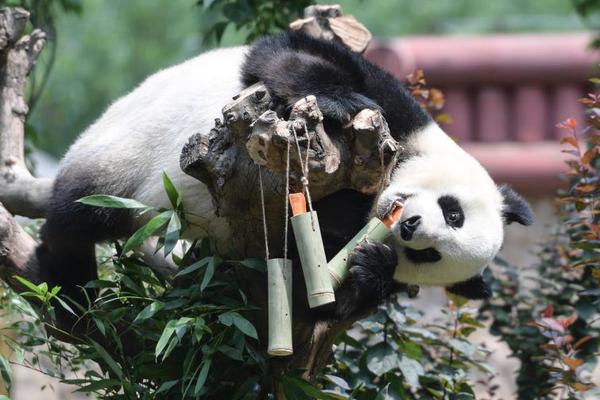 电脑下载德扑圈