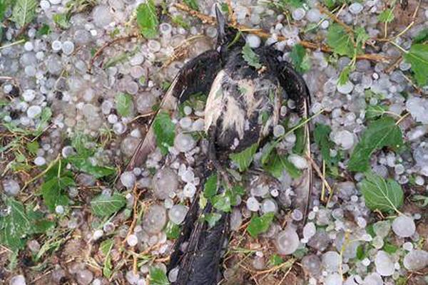 螃蟹流出来的黄东西是什么