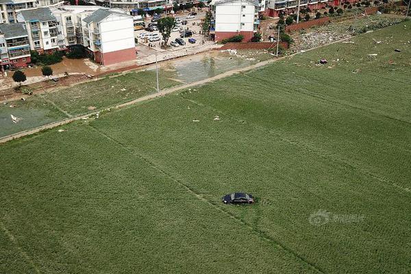  斑鸠哥是什么梗