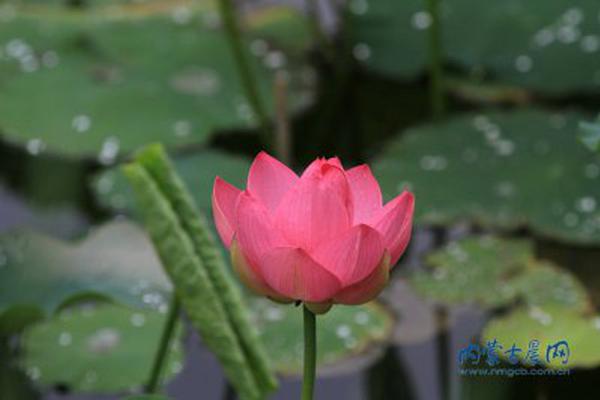 淹留膳茶粥，共我饭蕨薇