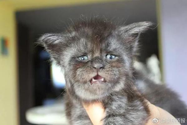  历史回顾
：那些年我们一起意甲 预测的经典瞬间