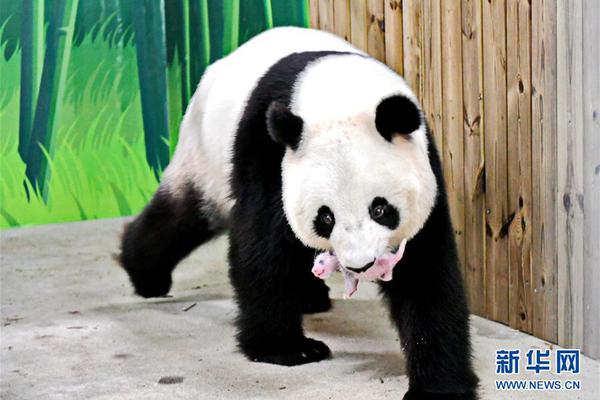 马来西亚5月将送别“谊谊”和“升谊”两只大熊猫回中国