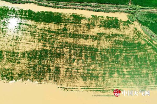 云南蘑菇是什么梗