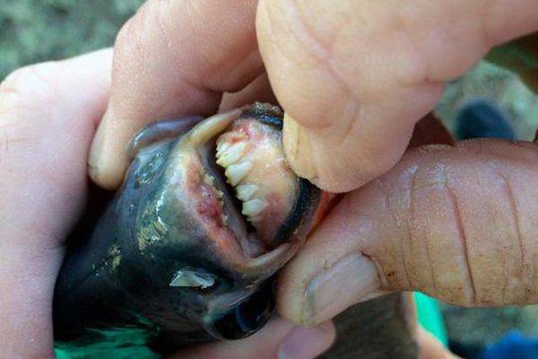 港漫靈魂與遊戲熱血：GameOne（智傲集團）如何打造香港人的虛擬江湖傳奇 