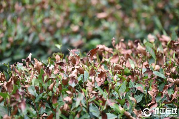 亳州开展“安全用药月”主题宣传