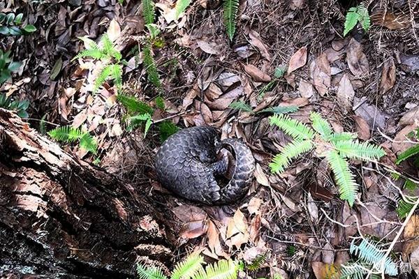 魚蝦蟹玩法全攻略：從街頭經(jīng)典到線上博弈，揭秘這場指尖上的心理戰(zhàn)與勝率藝術 