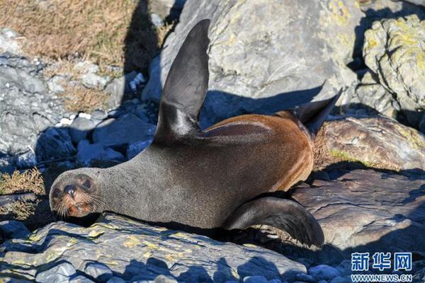 極致感官與財富律動：走進 DG 夢幻娛樂城，開啟一場淩駕於感官之上的博弈藝術之旅 