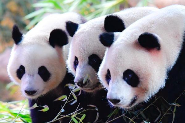 硫酸卡那霉素标准品：保障抗生素研发质量