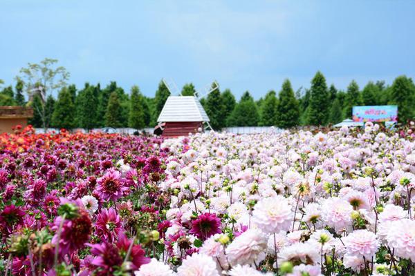 【草莓直播.app】純白の花に包まれた瓊花観を訪ねて　江蘇省揚州市