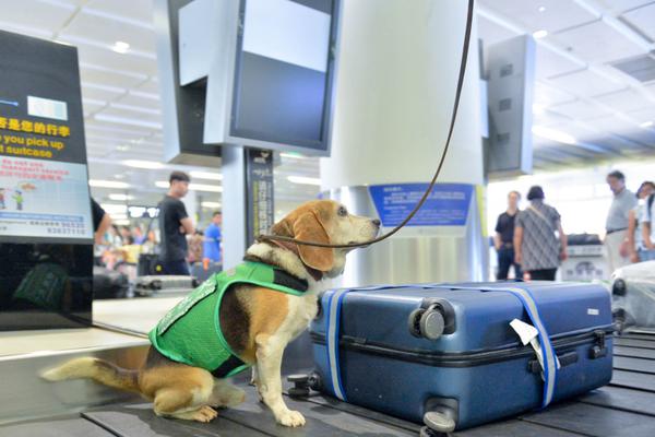 策馬奔騰後的財富密碼：深度解析賽馬結果與派彩的藝術 