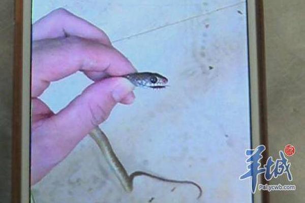 信息技術奧林匹克競賽 