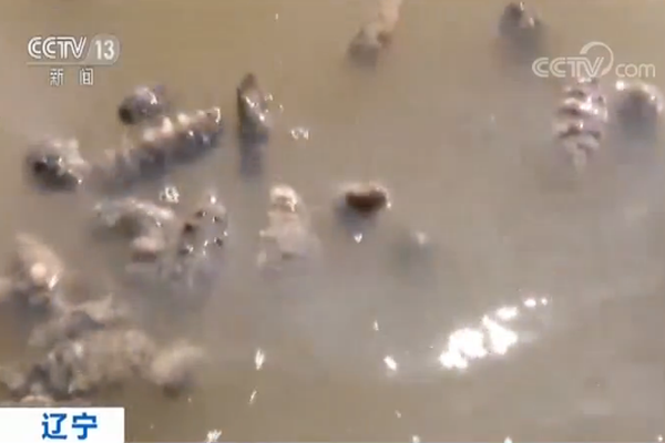 吃白条鱼有哪些功效作用