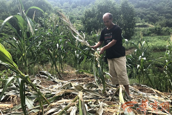 新澳天天开奖资料大全正版详细解答、解释与落实