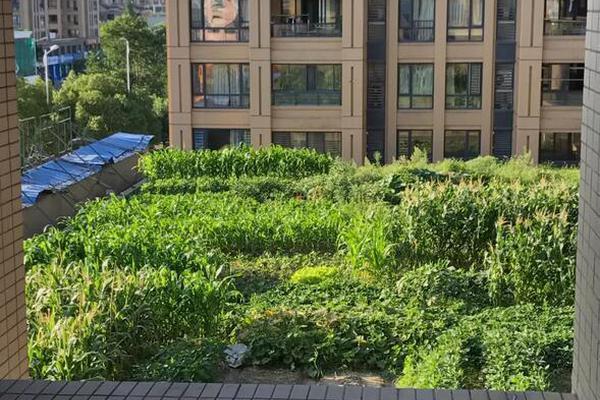  黄鼠狼吃老鼠吗